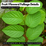 Oorila Desmodium gangeticum)  Live Medicinal Plant (Home & Garden)