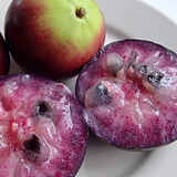 Purple Star Apple (Chrysophyllum Cainito) Seedling Fruit Plant (Home & Garden Plants)