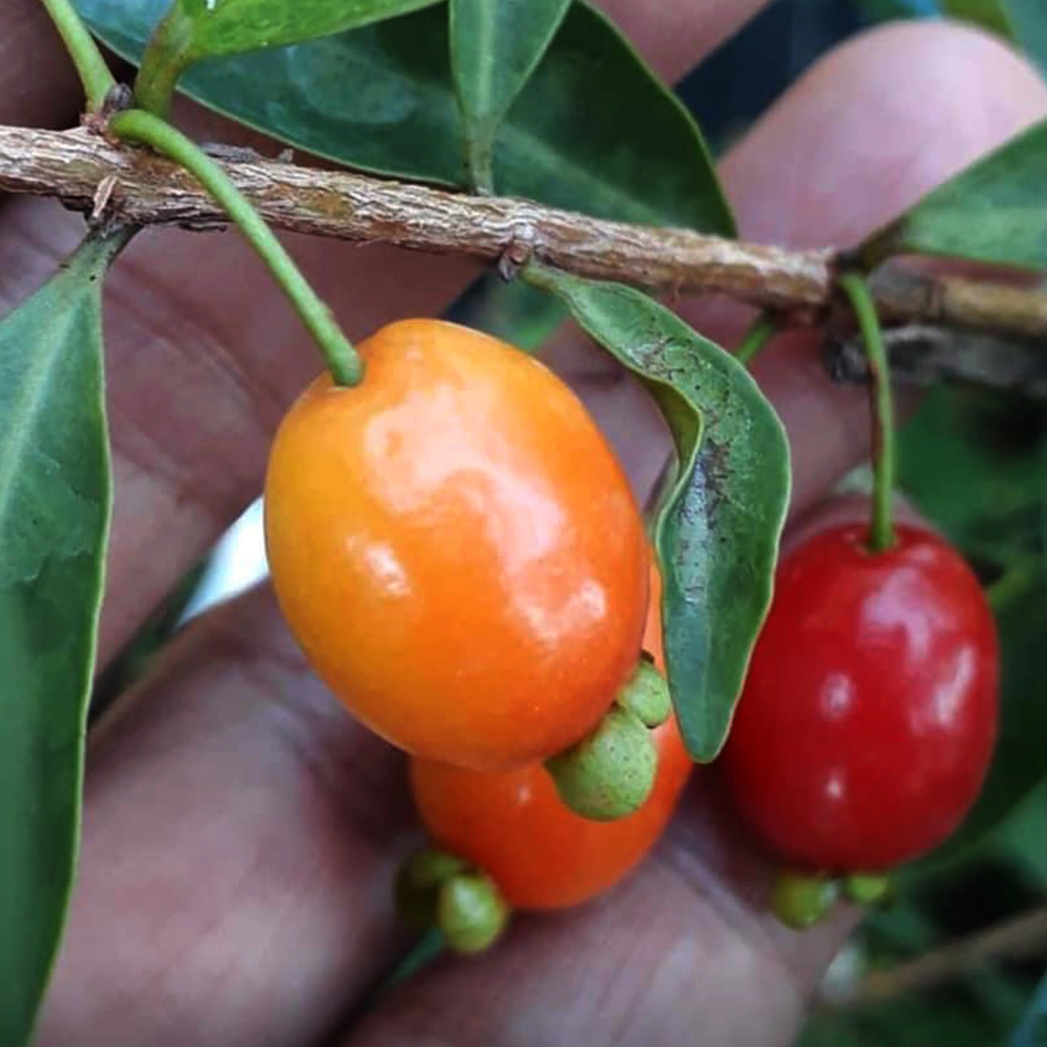 Pitanga de Perdiz Fruit (Eugenia Observa) Seedling Fruit Plant (Home & Garden Plants)