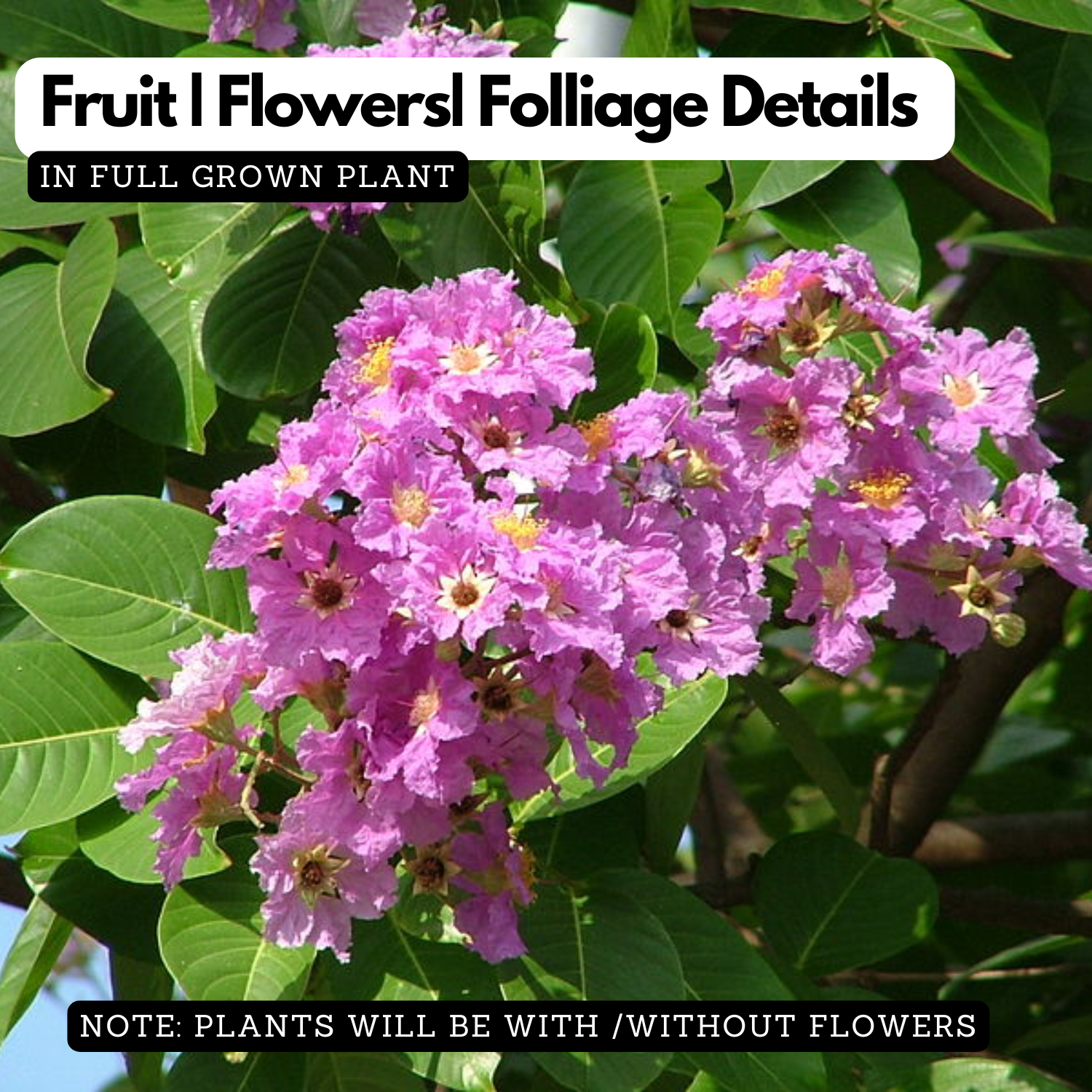 Lagerstroemia speciosa |Pride of India(Avenue Tree) Live Plant (Home & Garden)