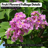 Lagerstroemia speciosa |Pride of India(Avenue Tree) Live Plant (Home & Garden)