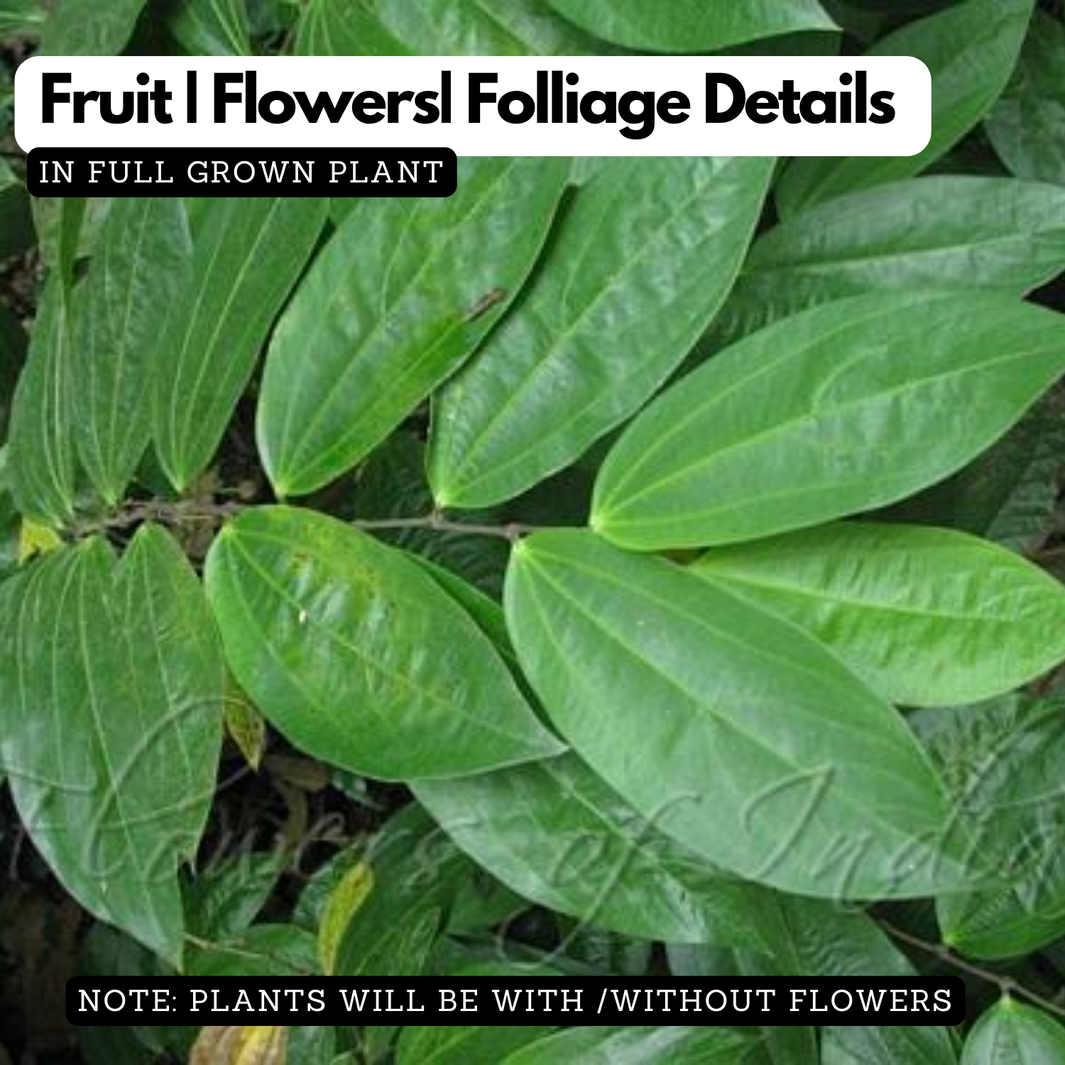 Thottea Siligurensis Medicinal  Live Plant (Home & Garden)