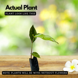 Parrot heliconia(Heliconia psittacorum) Live Plant (Home & Garden)