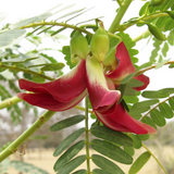 Agathi keerai/ Agathi Cheera (Sesbania Grandiflora) Medicinal Live Plant (Home & Garden)