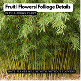 Pencil Bamboo(Bambusa multiplex)Live Plant (Home & Garden)