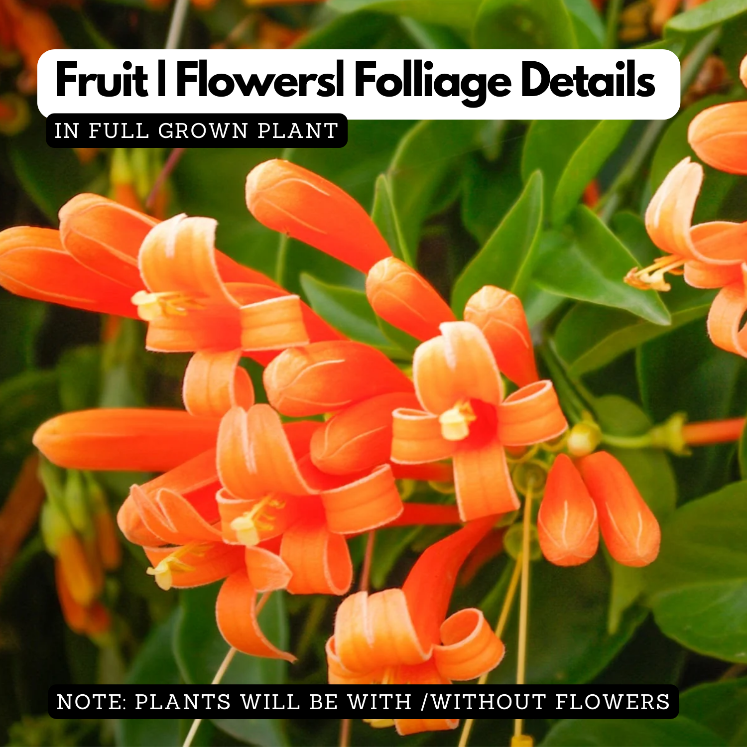 Flaming Trumpet Vine (Pyrostegia Venusta) Creeper/Climber Flowering / Ornamental  Live Plant (H&G)
