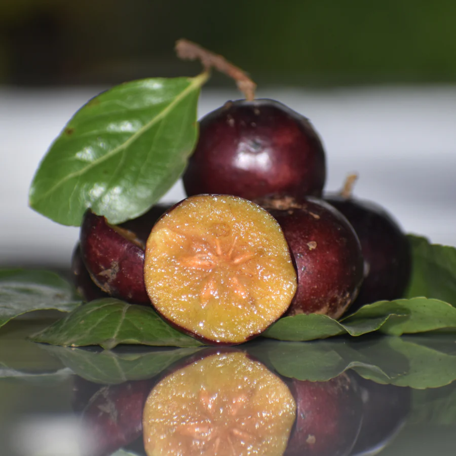 Manila cherry Fruit (Flacourtia SP) Fruit Plant (Home & Garden Plants)