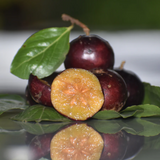 Manila cherry Fruit (Flacourtia SP) Fruit Plant (Home & Garden Plants)