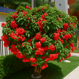 Mussaenda Red Mussaenda erythrophylla Live Plant(Home & Garden)