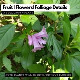 Kurinji (Strobilanthes cusia) Live Plant(Home & Garden)