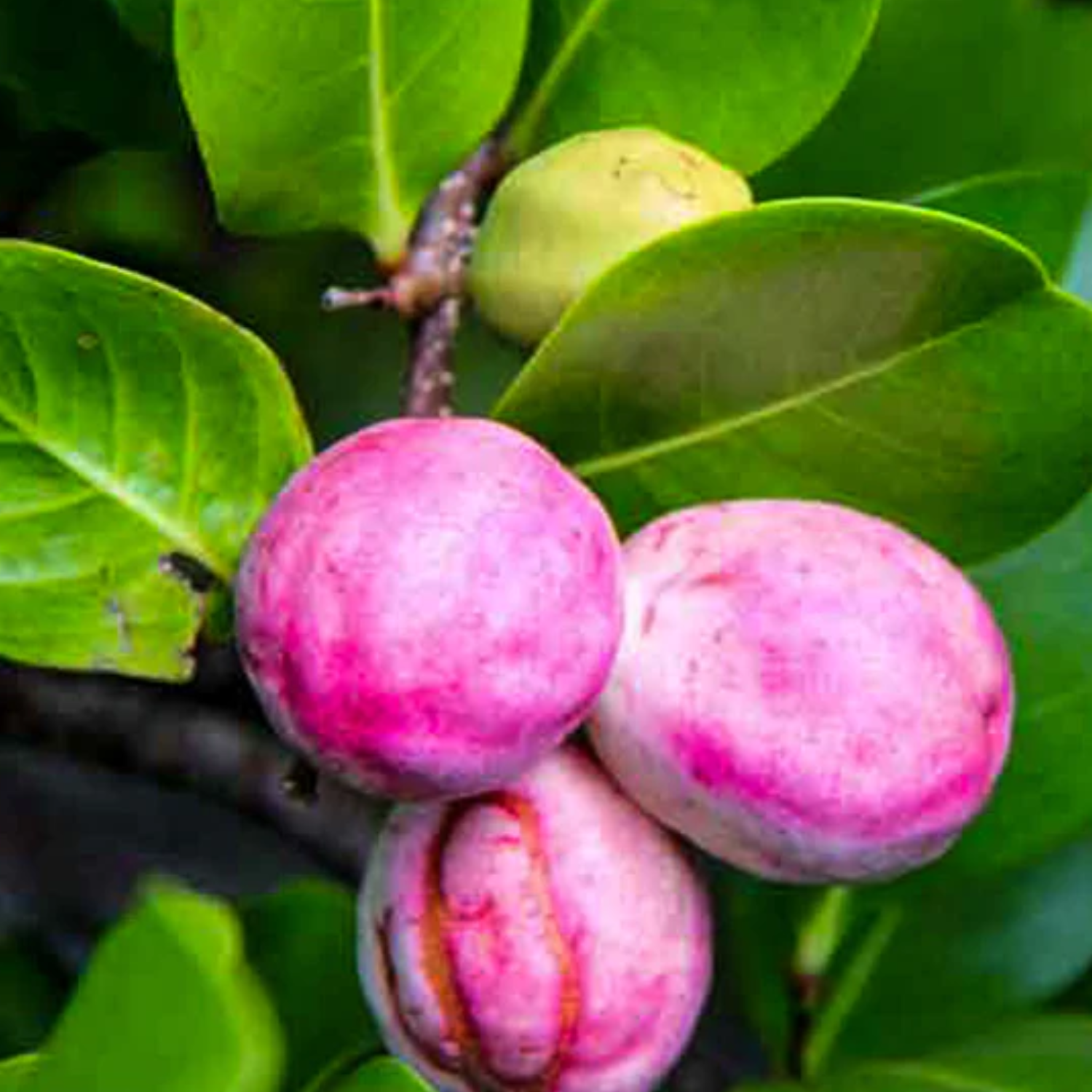 Cocoplum (Chrysobalanus Icaco) Fruit Plant (Home & Garden Plants)