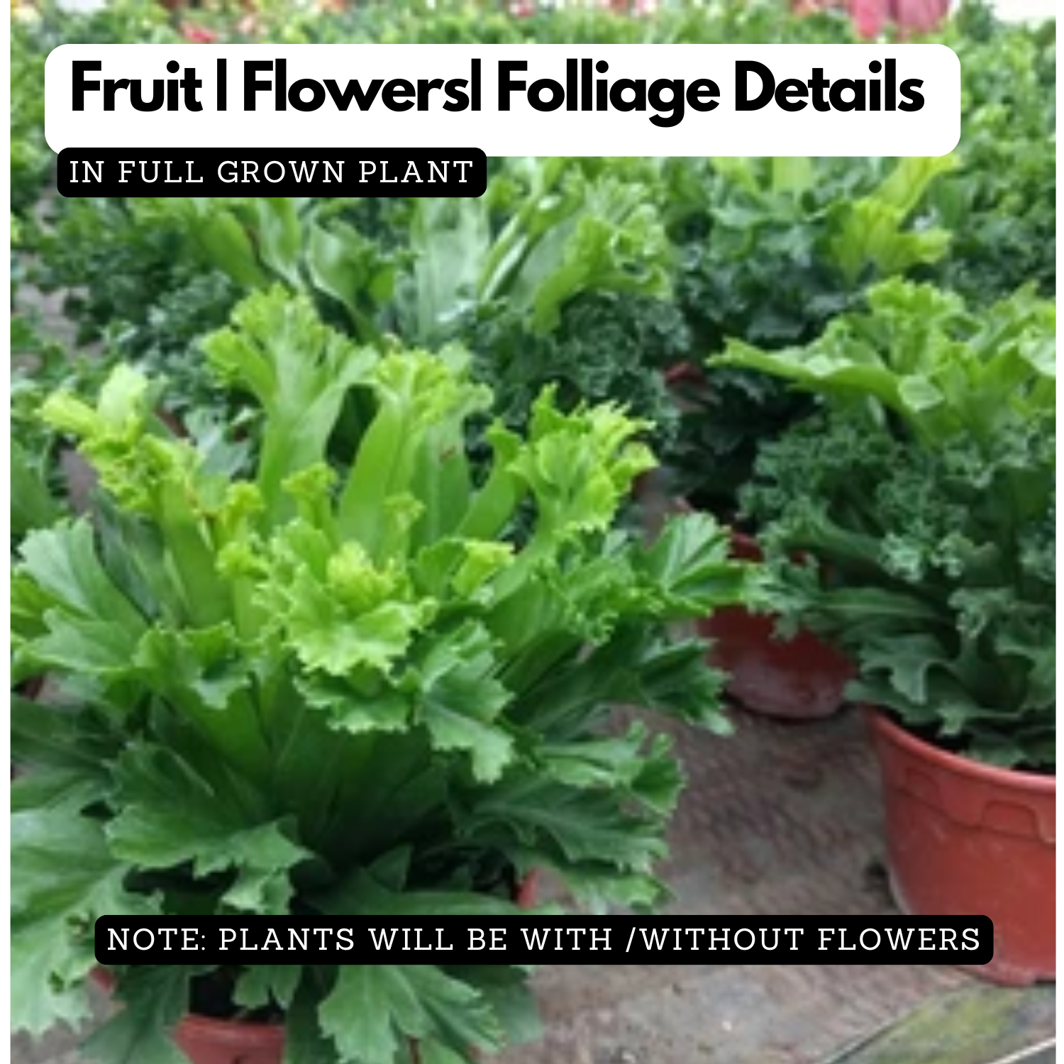 The Leslie' Bird's Nest Fern Live Plant (Home & Garden)