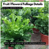 The Leslie' Bird's Nest Fern Live Plant (Home & Garden)