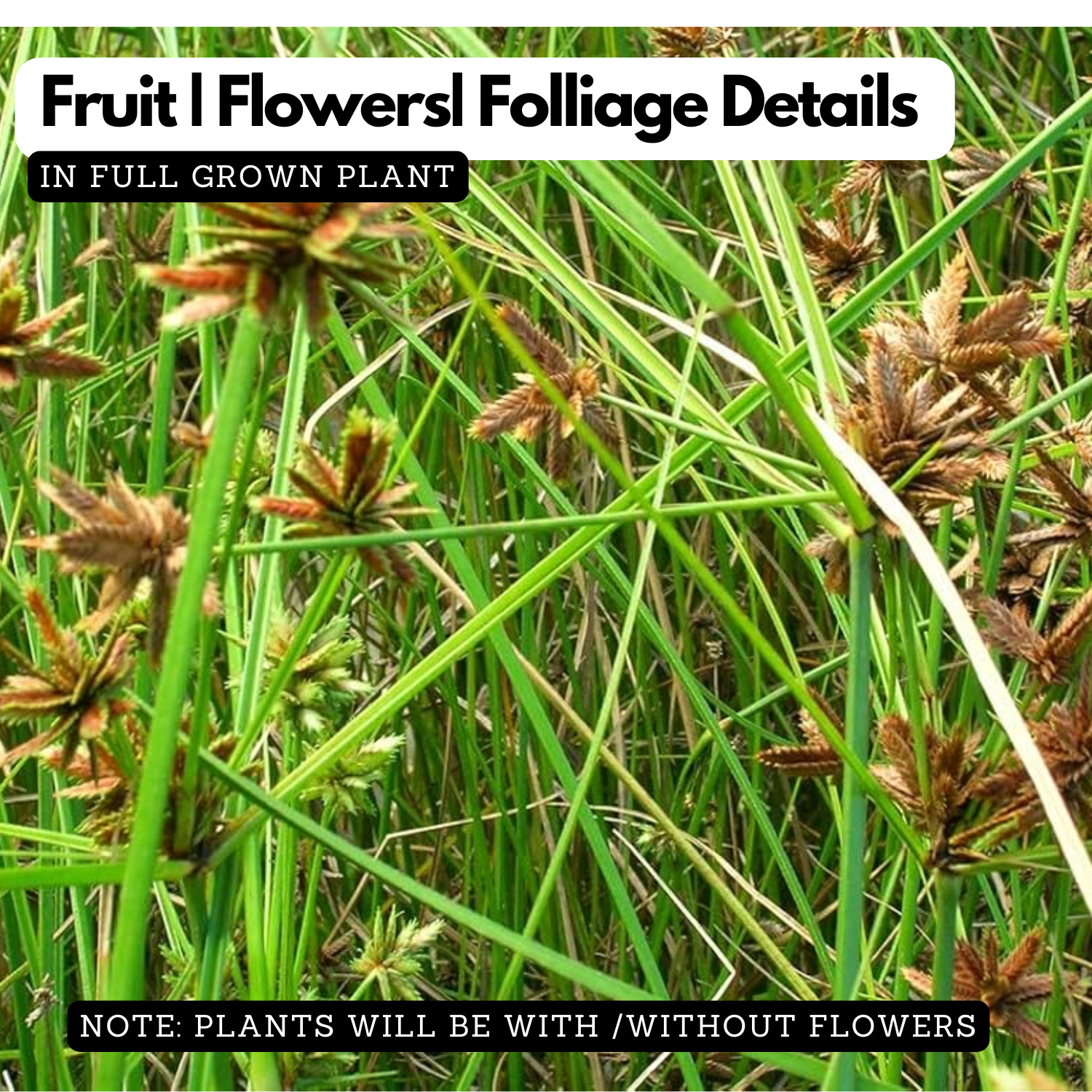 Muthanga (Cyperus rotundus)  Live Plant(Home & Garden)