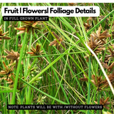 Muthanga (Cyperus rotundus)  Live Plant(Home & Garden)