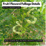 Madras Thorn Plant (Kodukka Puli) Live Plant (Home & Garden)