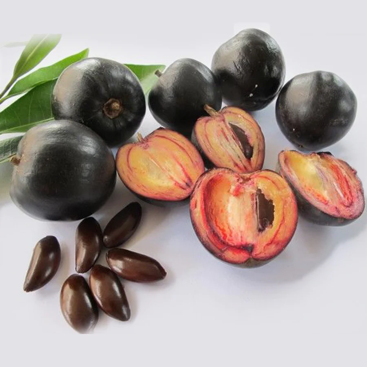 Black Apple Fruit (Pouteria Australis) Budded Fruit Plant (Home & Garden Plants)