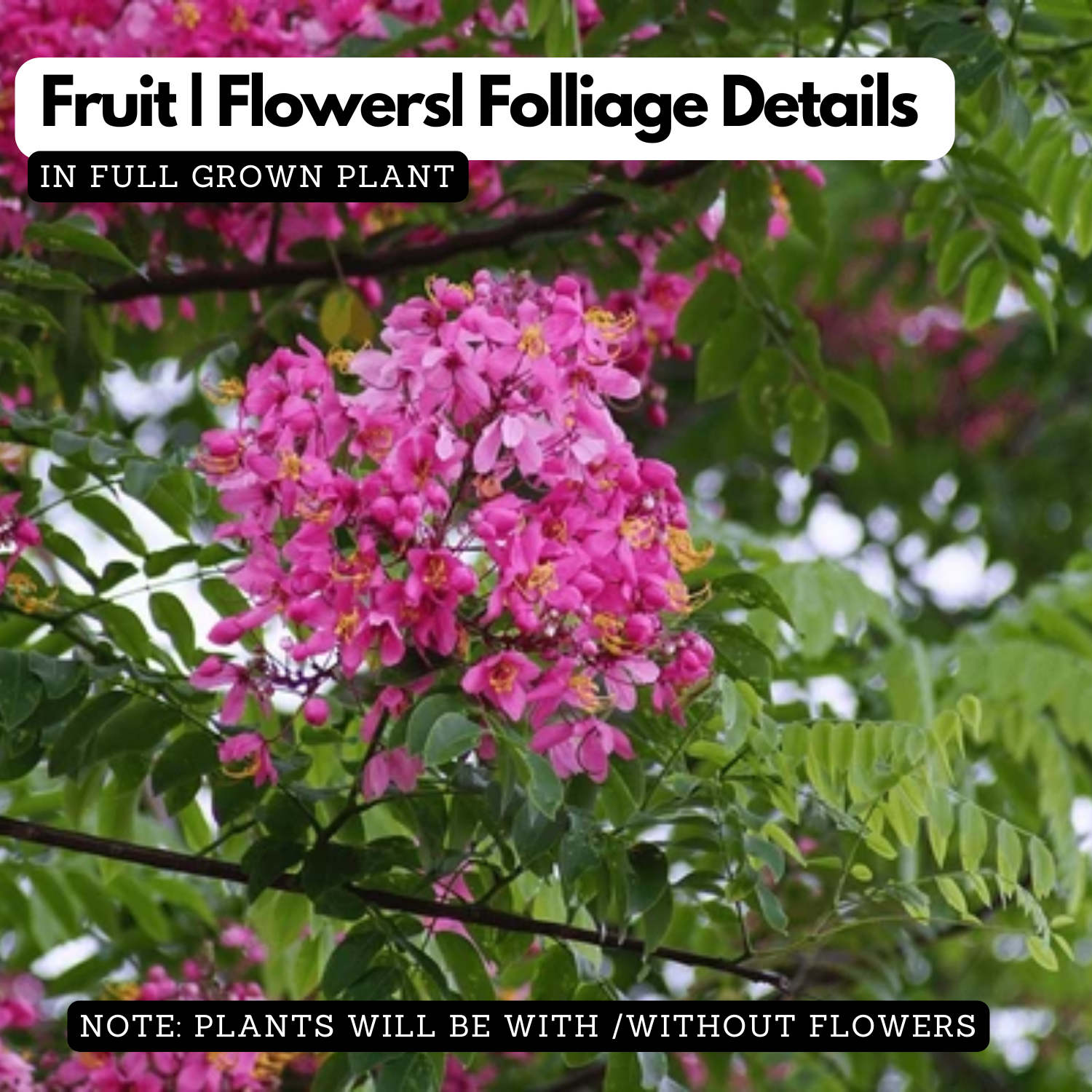 Cassia Nodosa (Pink Konna)  Live Plant(Home & Garden)