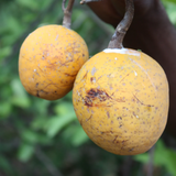 Madd Fruit (Saba Senegalensis) Seedling Fruit Plant (Home & Garden Plants)