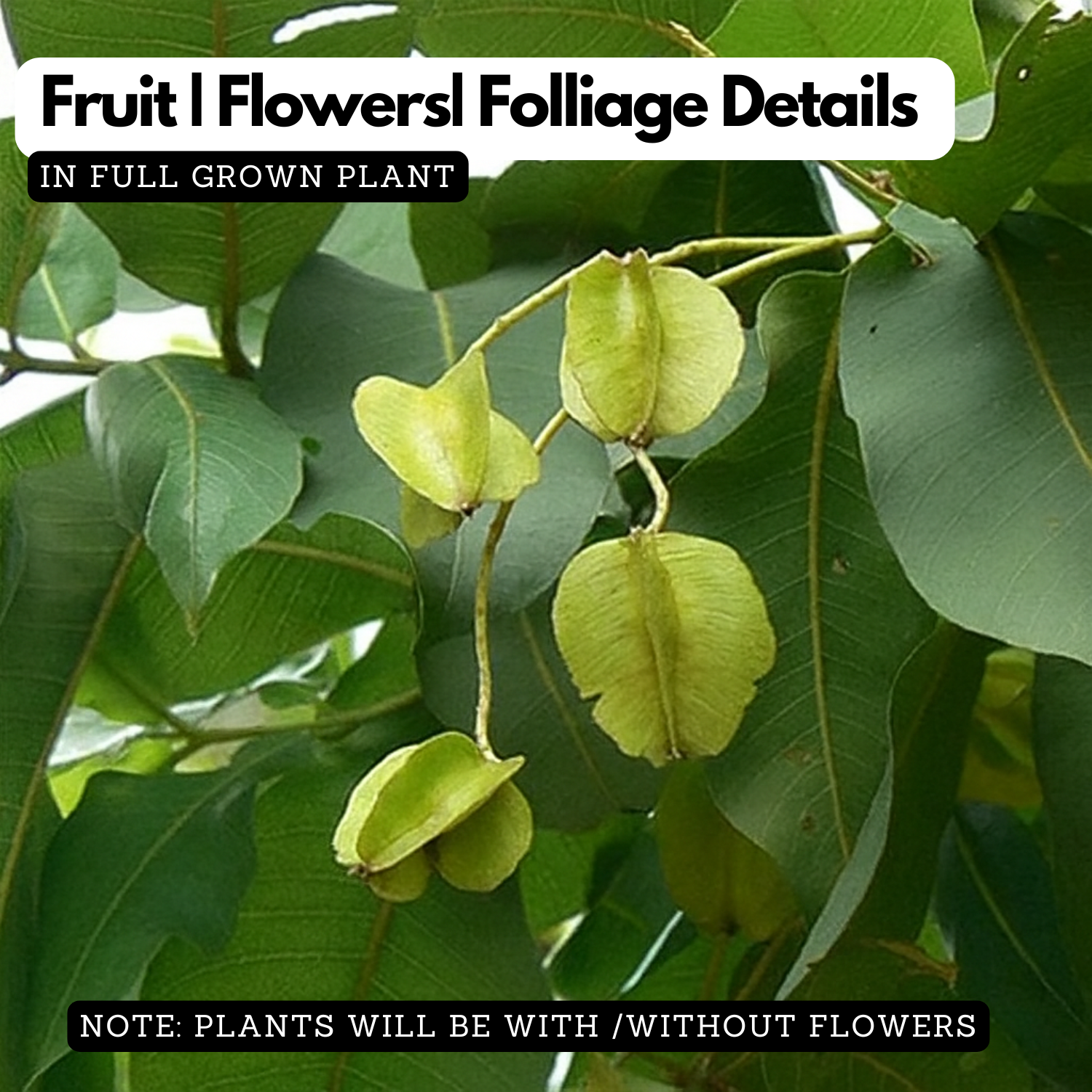 Holoptelea Integrifolea Medicinal Live  Plant (Home & Garden)