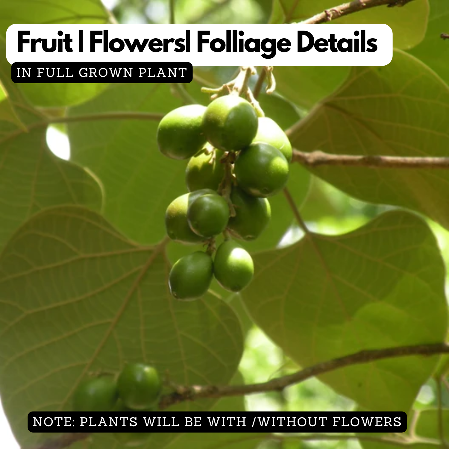 Kupilli(Gmelina arborea) Live Medicinal Plant (Home & Garden)