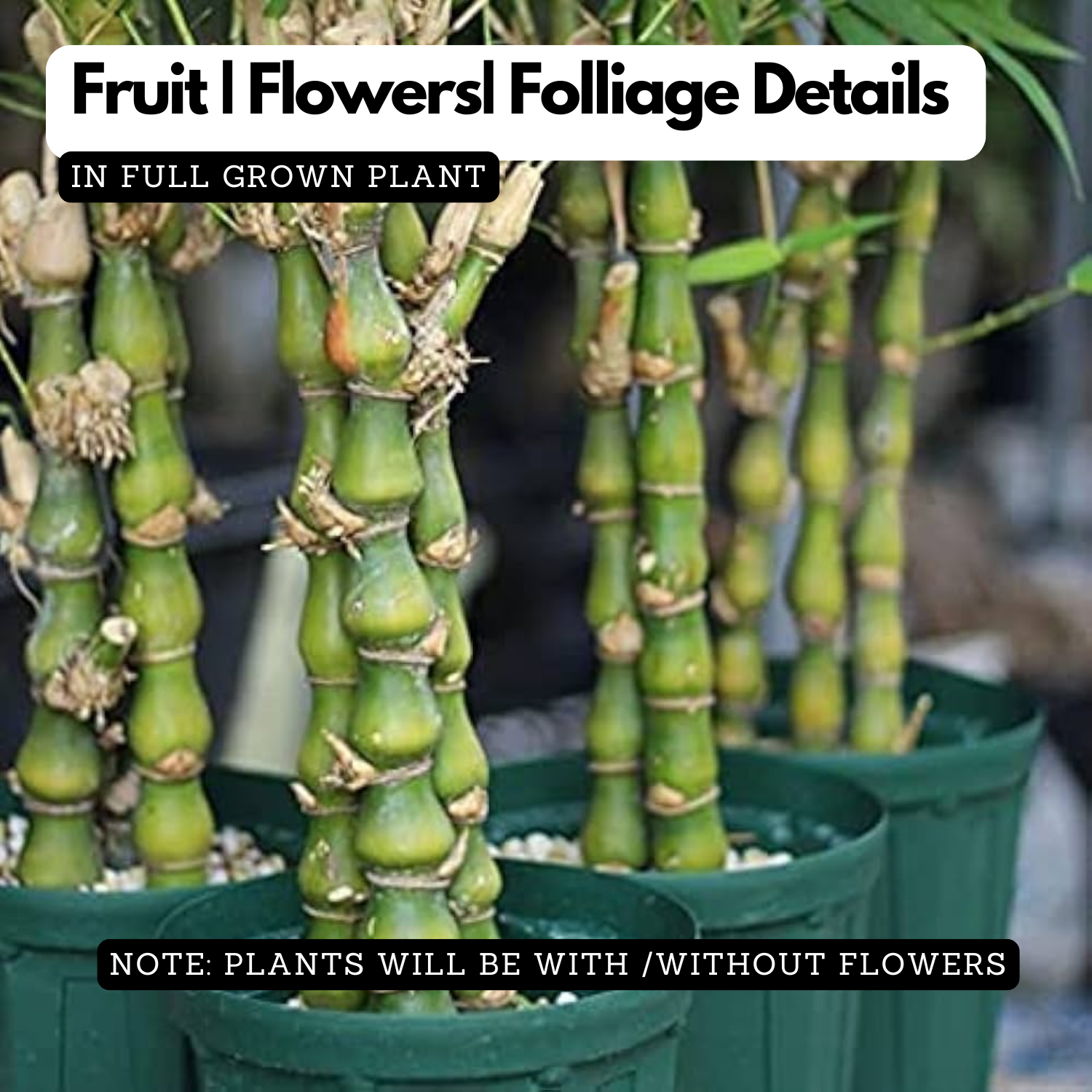 Buddha Bamboo(Bambusa ventricosa)Live Plant (Home & Garden)