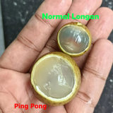 Ping Pong Longan Fruit (Dimocarpus longan) Grafted Fruit Plant (Home & Garden Plants)