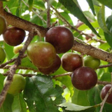 Governor's Plum (Flacourtia Indica) Fruit Plant (Home & Garden Plants)