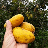 Giant Olosapo (Couepia Polyandra) Seedling Fruit Plant (Home & Garden Plants)