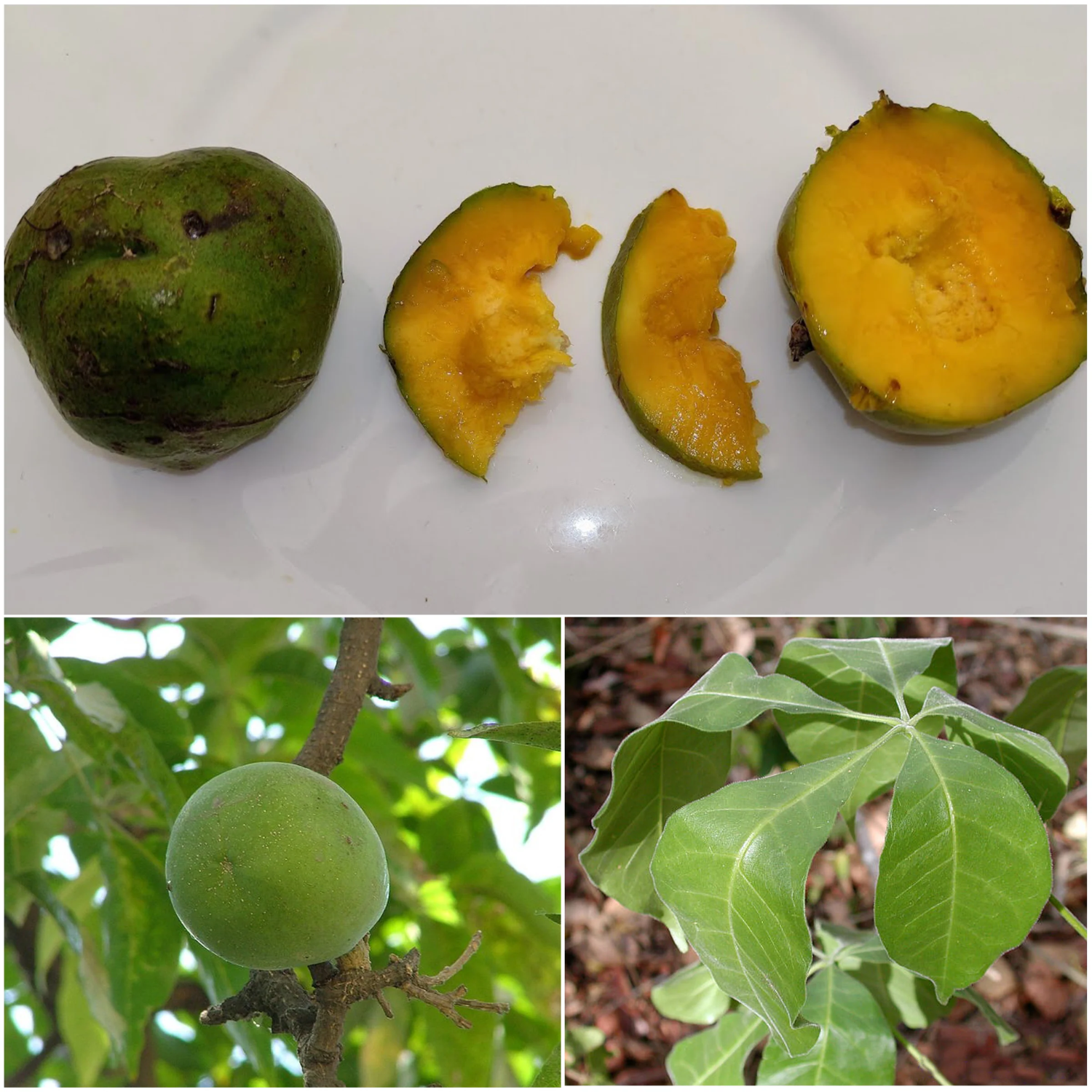 Wooly Leaved Sapote (Casimiroa Tetrameria) Seedling Fruit Plant (Home & Garden Plants)