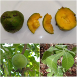 Wooly Leaved Sapote (Casimiroa Tetrameria) Seedling Fruit Plant (Home & Garden Plants)