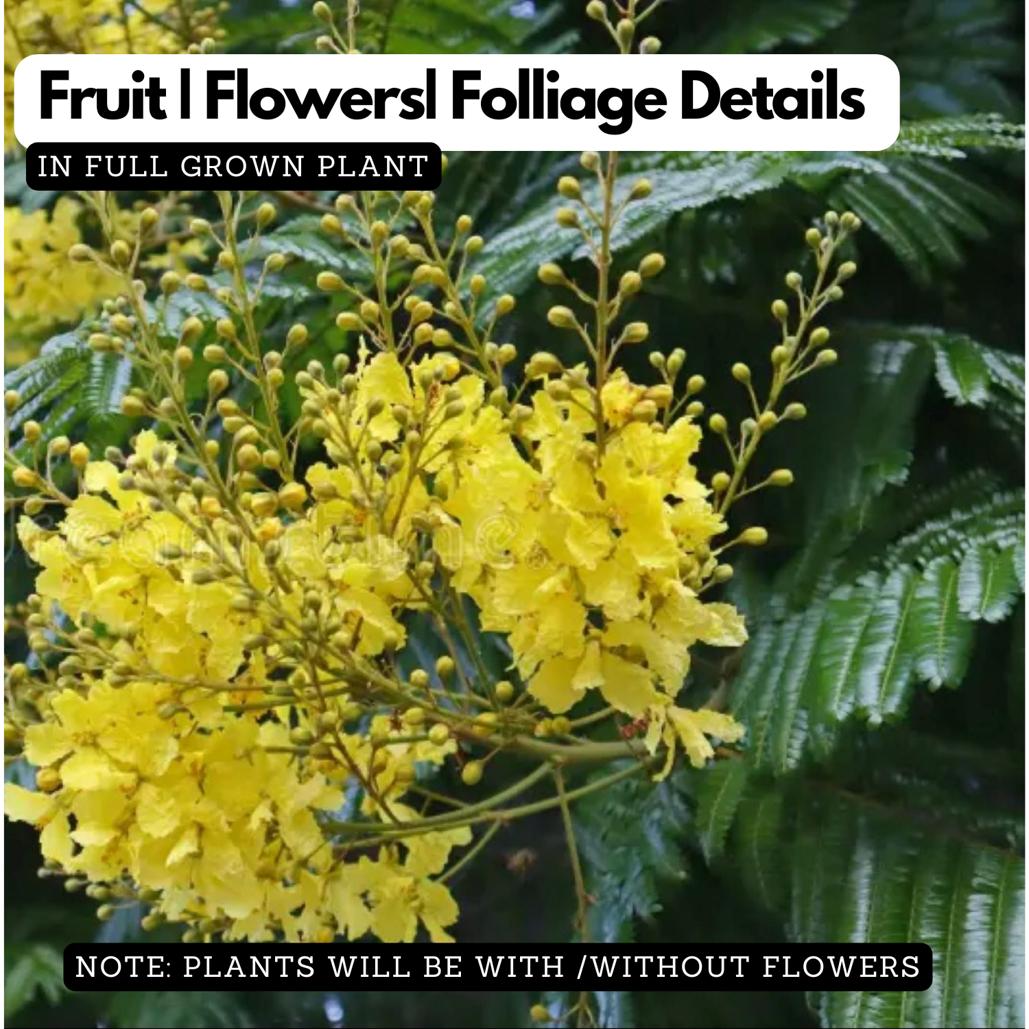 Peltophorum ferrugineum ( Avenue Trees) Live Plant (Home & Garden)