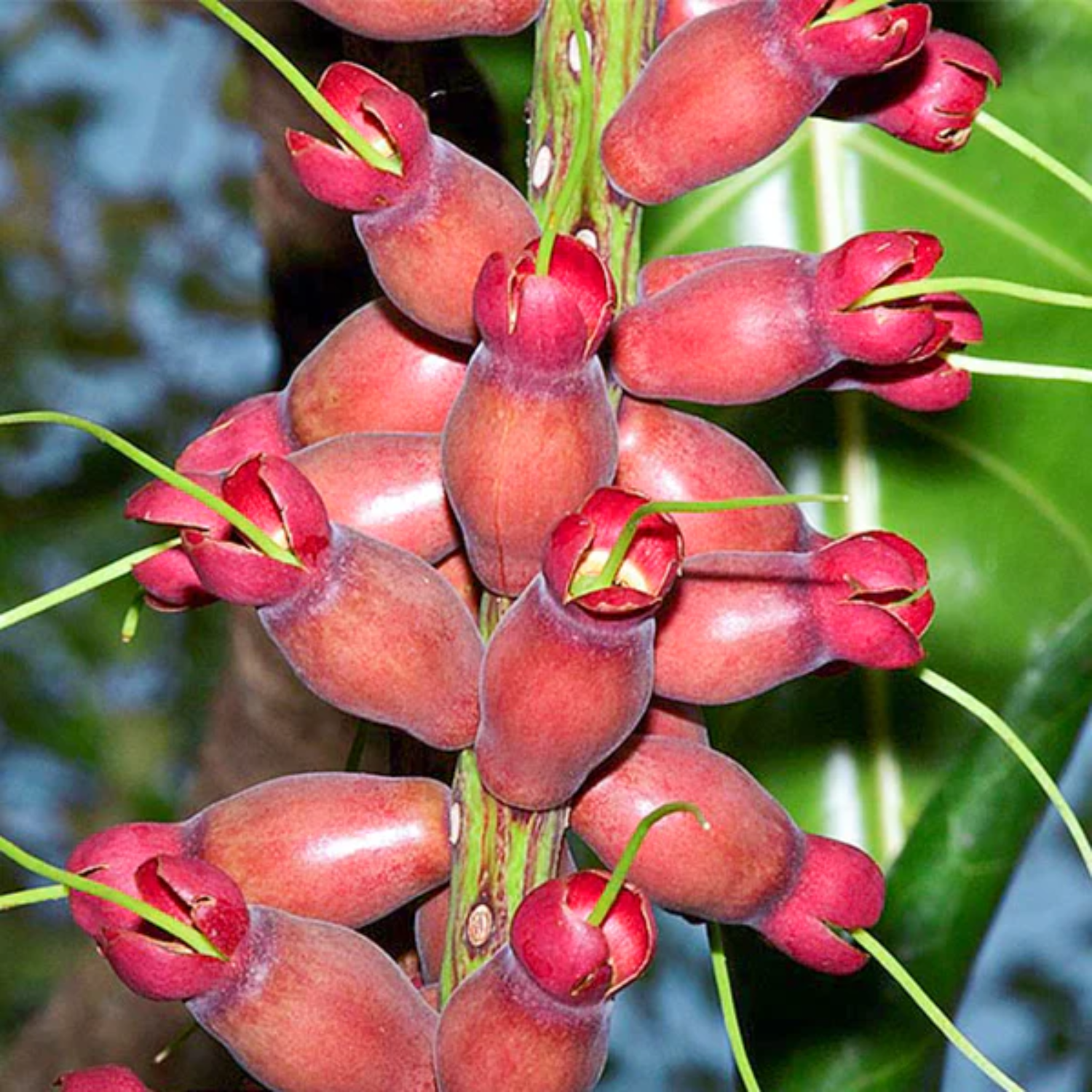 Cut Nut Fruit (Barringtonia Edulis) Seedling Fruit Plant (Home & Garden Plants)