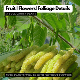 Yellow Long Mulberry (Morus alba) Fruit/Ornamental Live Plant (Home & Garden)