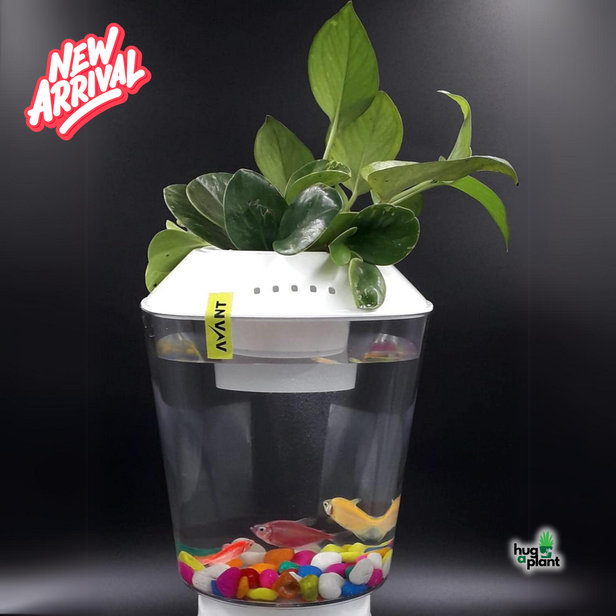 Hug A Plant | White Colour Beta Pot  for Aquarium(2.5 ltr)