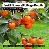Persimmon Fruit Plant (Diospyros kaki) Fruit Live Plant (Home & Garden)