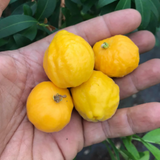 Uvaia Fruit (Eugenia pyriformis) Fruit Plant (Home & Garden Plants)