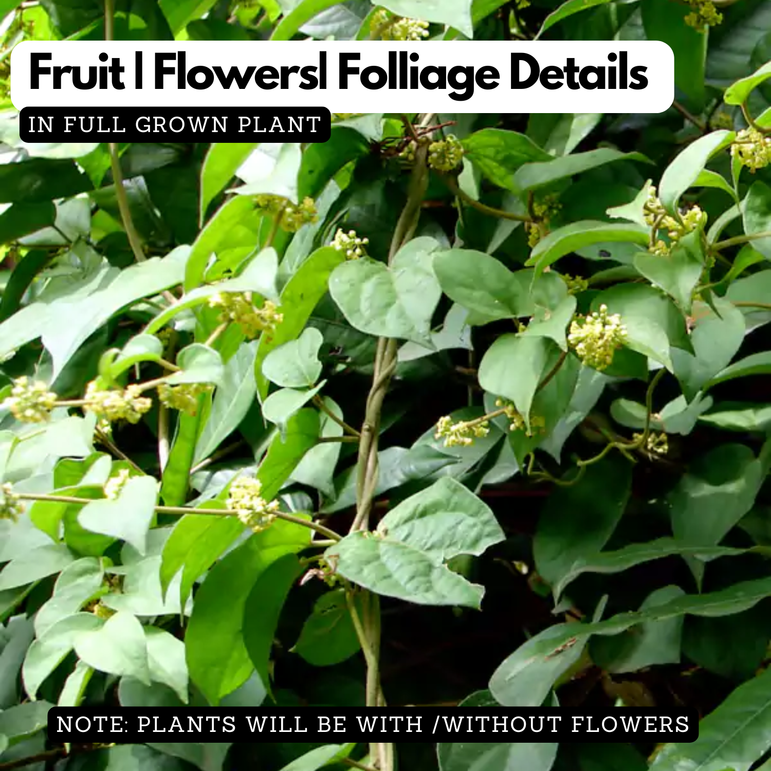 Chakkarakkolli (Gymnema sylvestre)  Live Plant(Home & Garden)