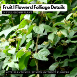 Chakkarakkolli (Gymnema sylvestre)  Live Plant(Home & Garden)