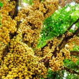 Burmese Grape Fruit (Baccaurea ramiflora) Seedling Fruit Plant (Home & Garden Plants)