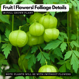 Kaithondi (Balloon Vine or Love in a Puff)  Live Medicinal Plant (Home & Garden)
