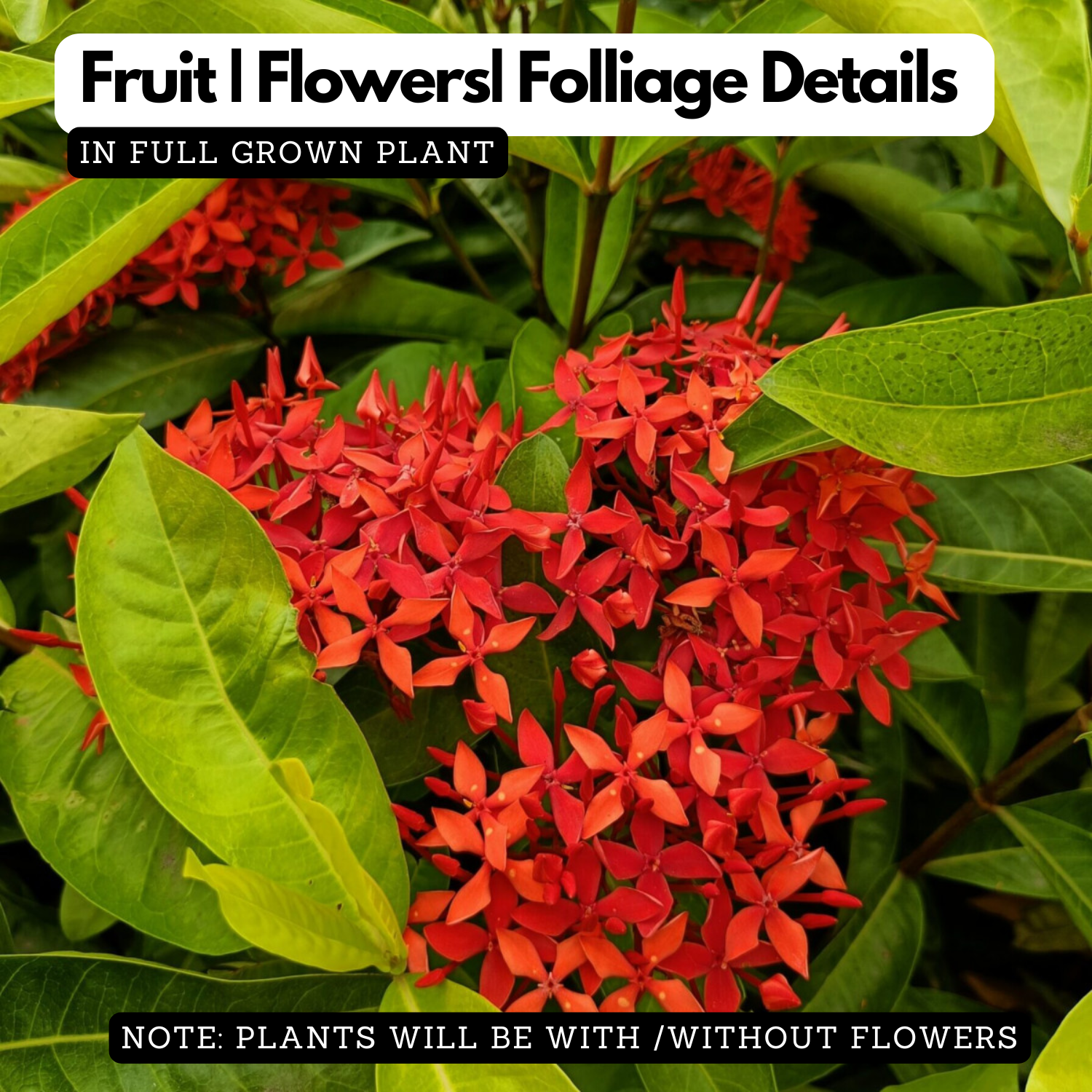Malaysian Ixora(Ixora siamensis) Live Plant (Home & Garden)