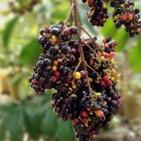 KAK JAM Fruit (Lepisanthes Rubiginosa) Seedling Fruit Plant (Home & Garden Plants)