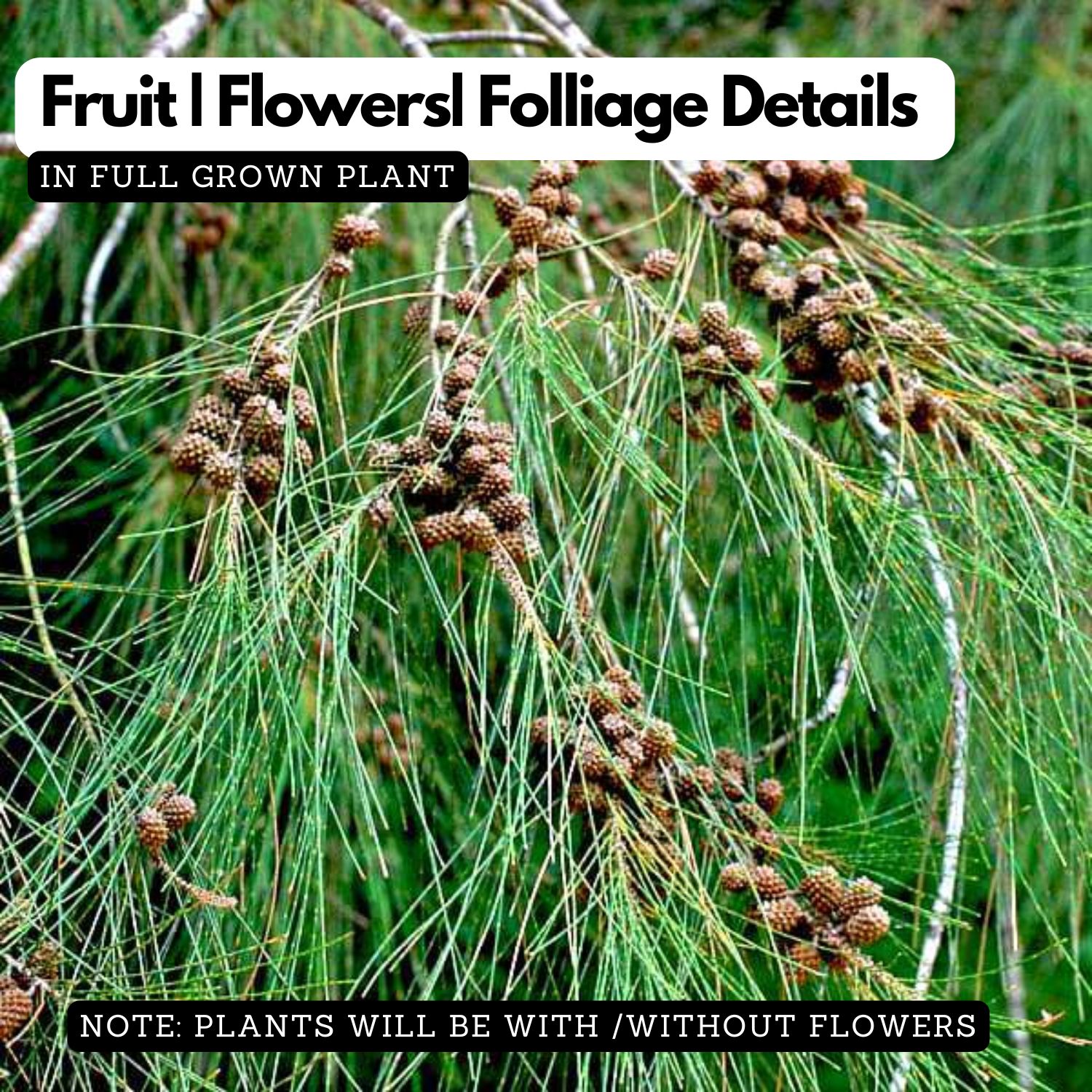 Casuarina Equisetifolia (Kattadi)  Live Plant(Home & Garden)