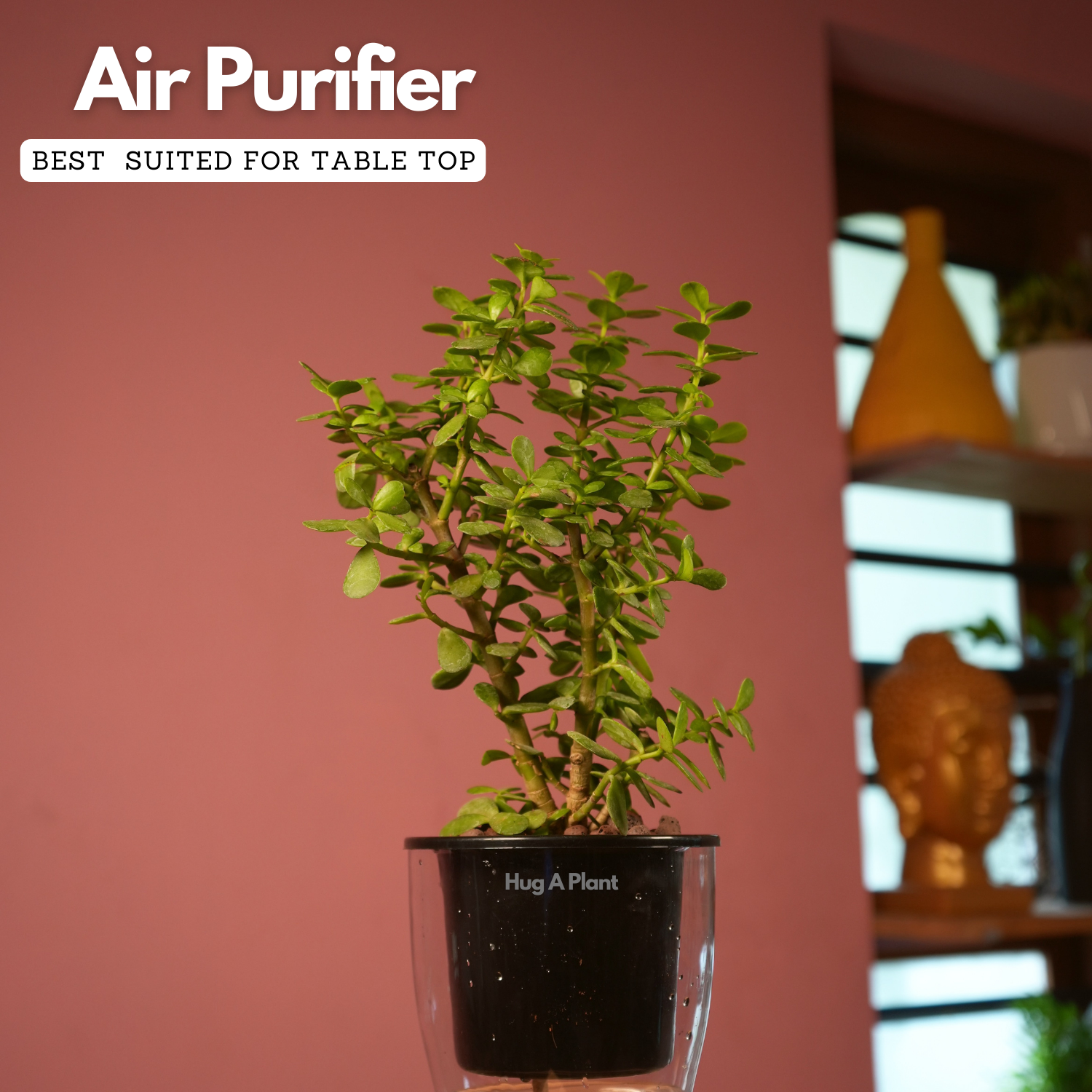 Jade Plant (Crassula Argentea) - Live Plant (With Self-Watering Pot & Plant)