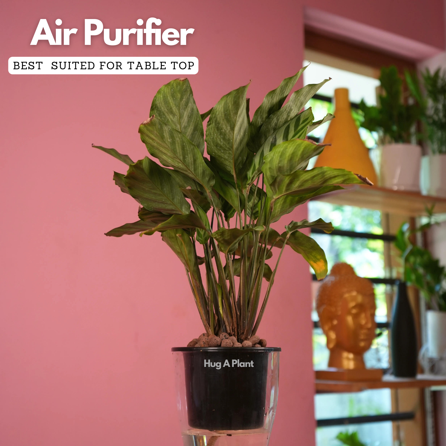 Calathea Freddie / Peacock Plant- Live Plant (With 5 Inch Self-Watering Pot & Plant)