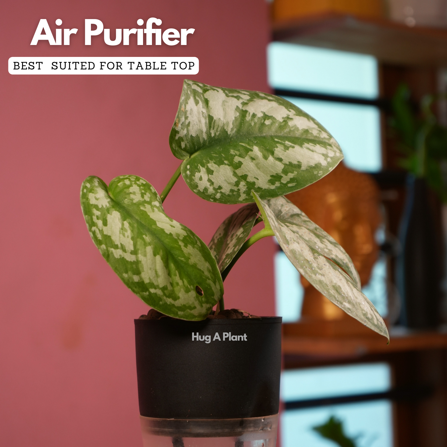 Silver Pictus / Silver Satin Pothos - Live Plant ( 4 Inch With Self-Watering Pot & Plant)