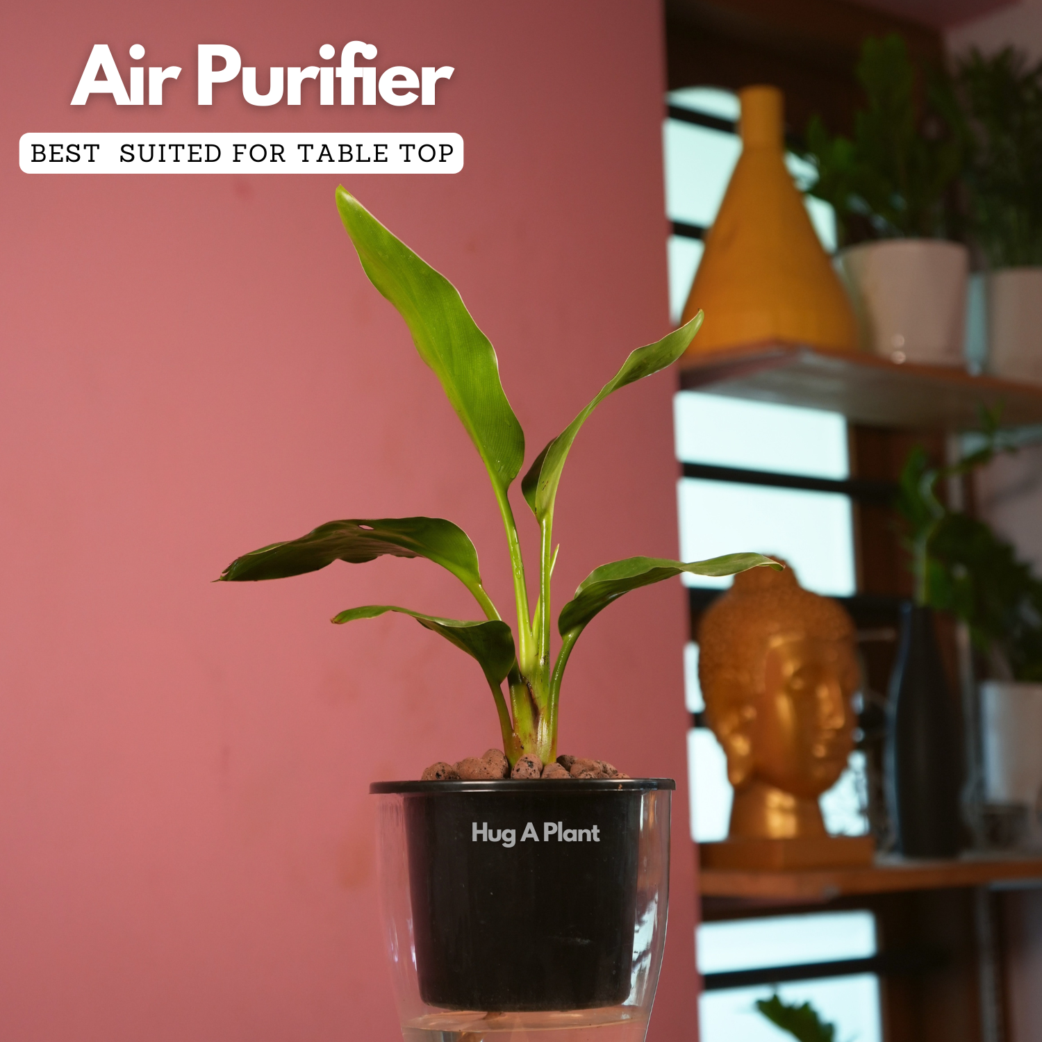 Bird Of Paradise (Strelitzia reginae)- Live Plant (With 5 Inch Self-Watering Pot & Plant)