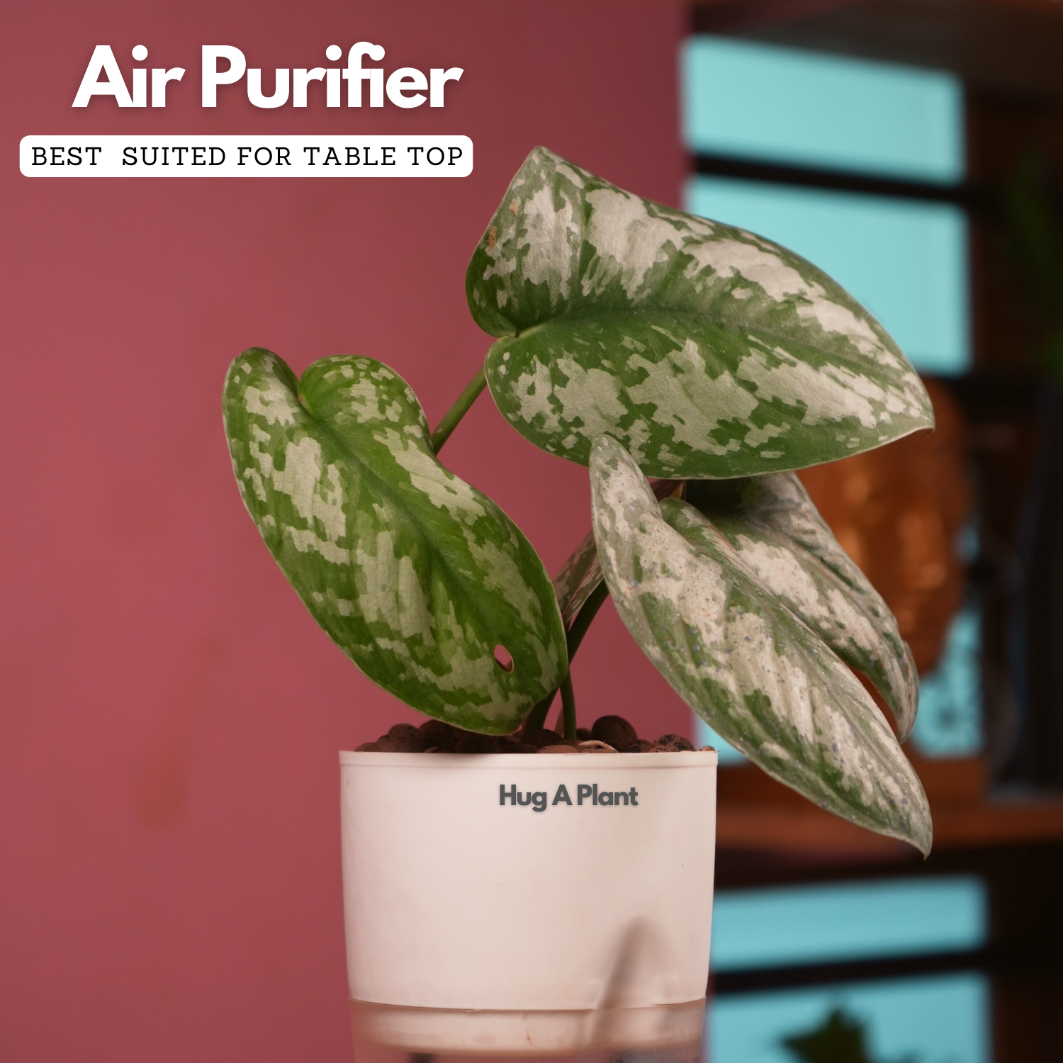 Silver Pictus / Silver Satin Pothos - Live Plant ( 4 Inch With Self-Watering Pot & Plant)