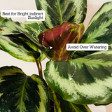 Calathea Illustris - Live Plant (Home & Garden)